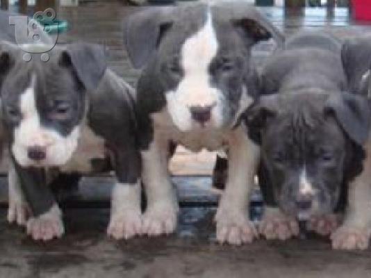 PoulaTo: Blue American staffrodshire